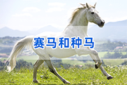 赛马和种马