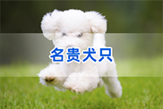 名贵犬只